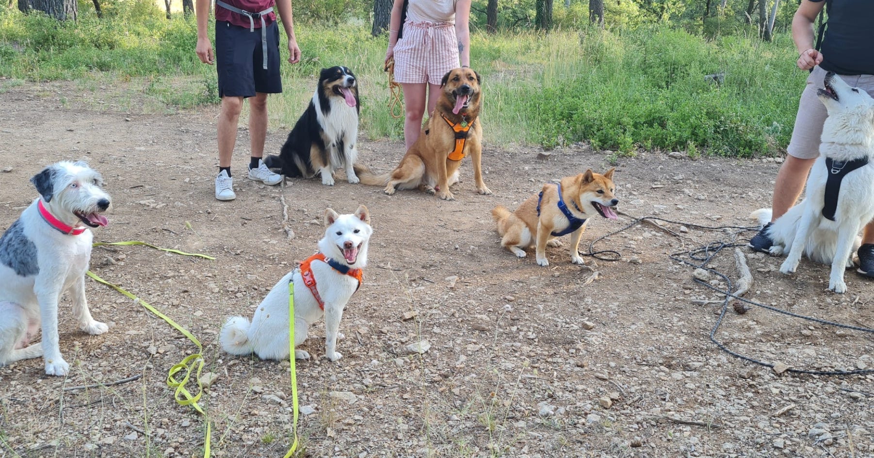 éducatrice comportementaliste chien trets