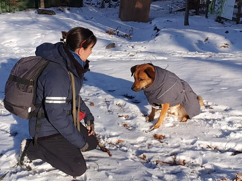 dressage chien belcodene